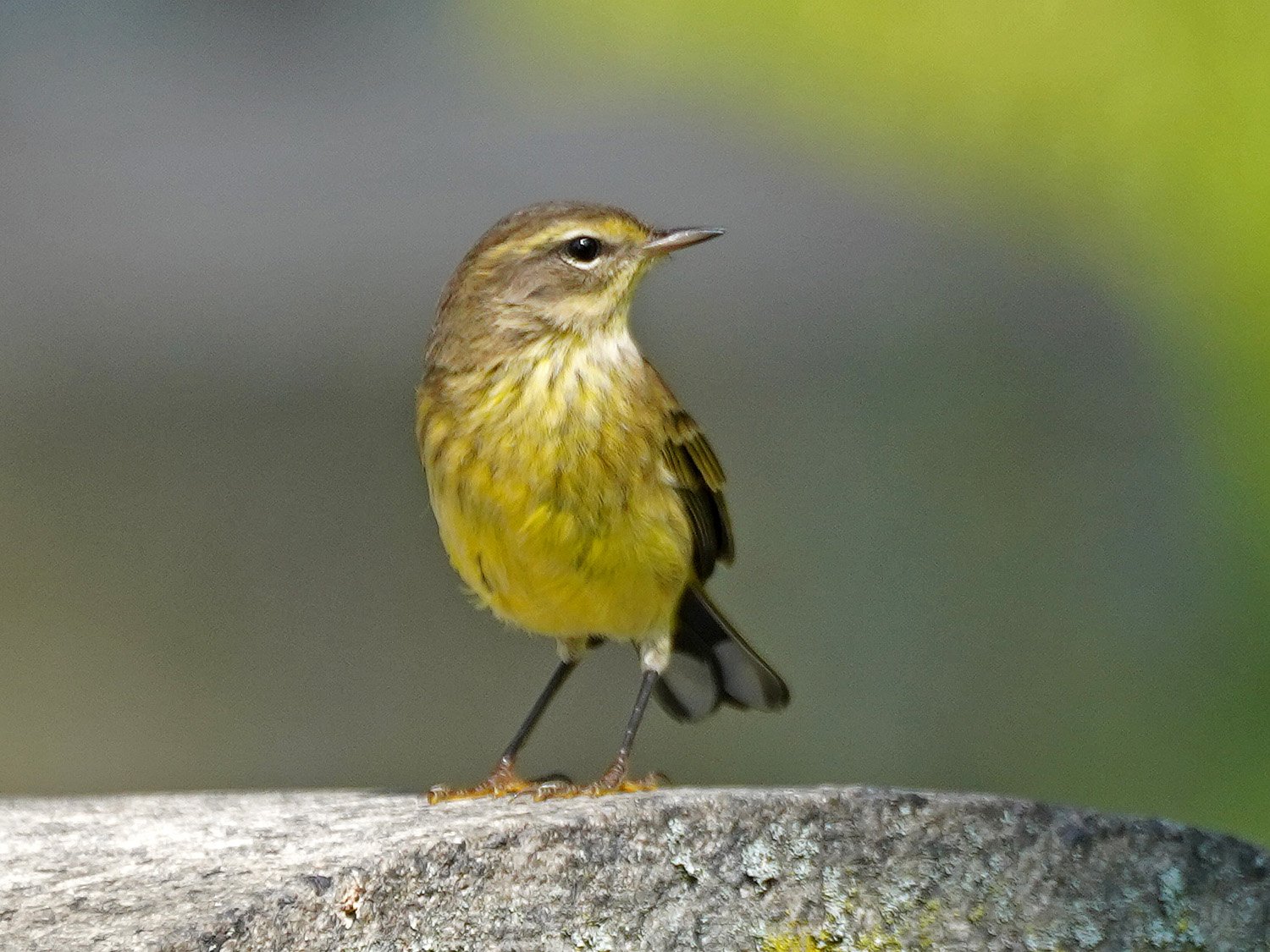 Palm Warbler 1500 9-27-2021 GWC 081PP.jpg