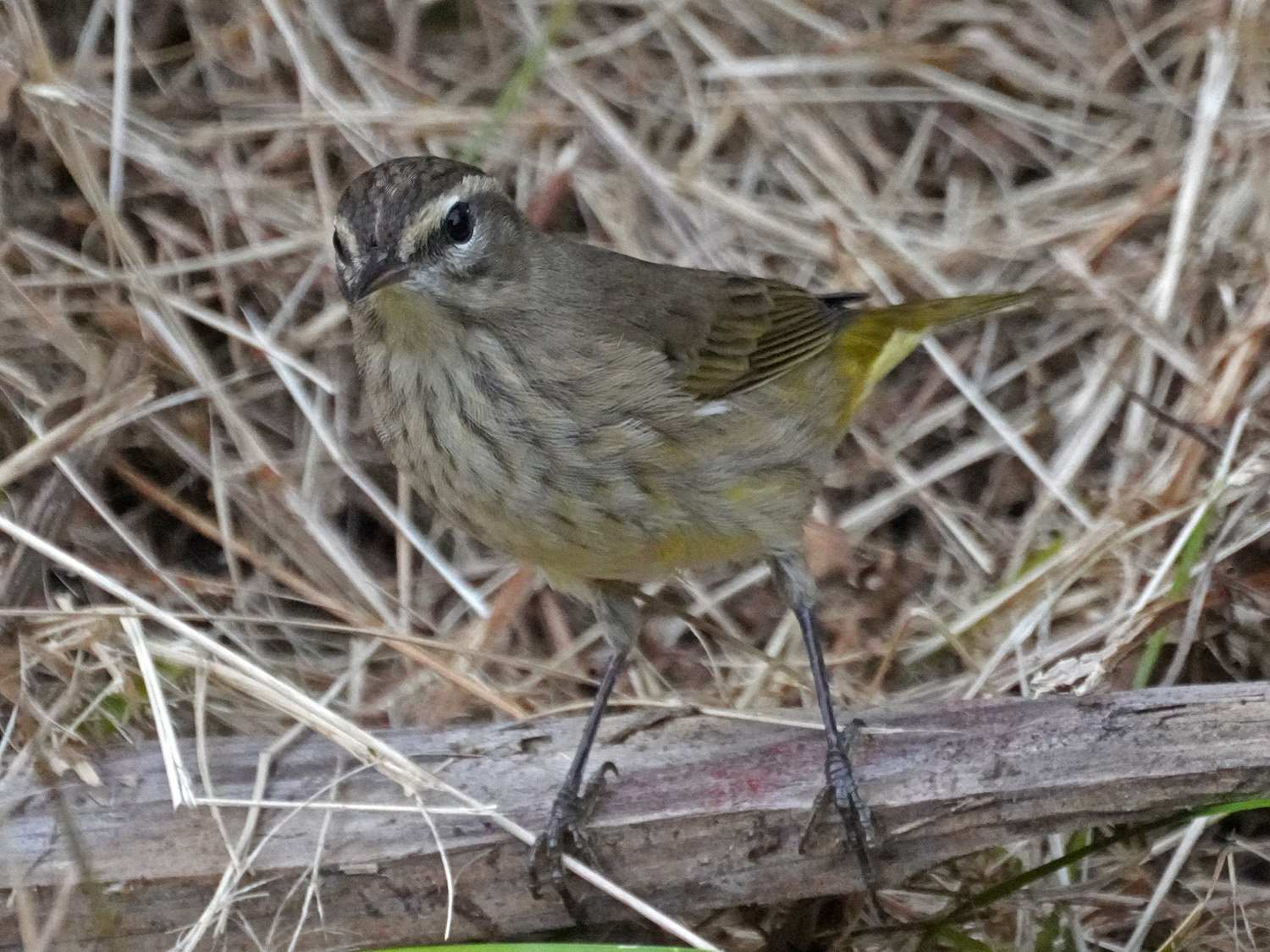 Palm Warbler 1500 9-15-2021 055P.jpg