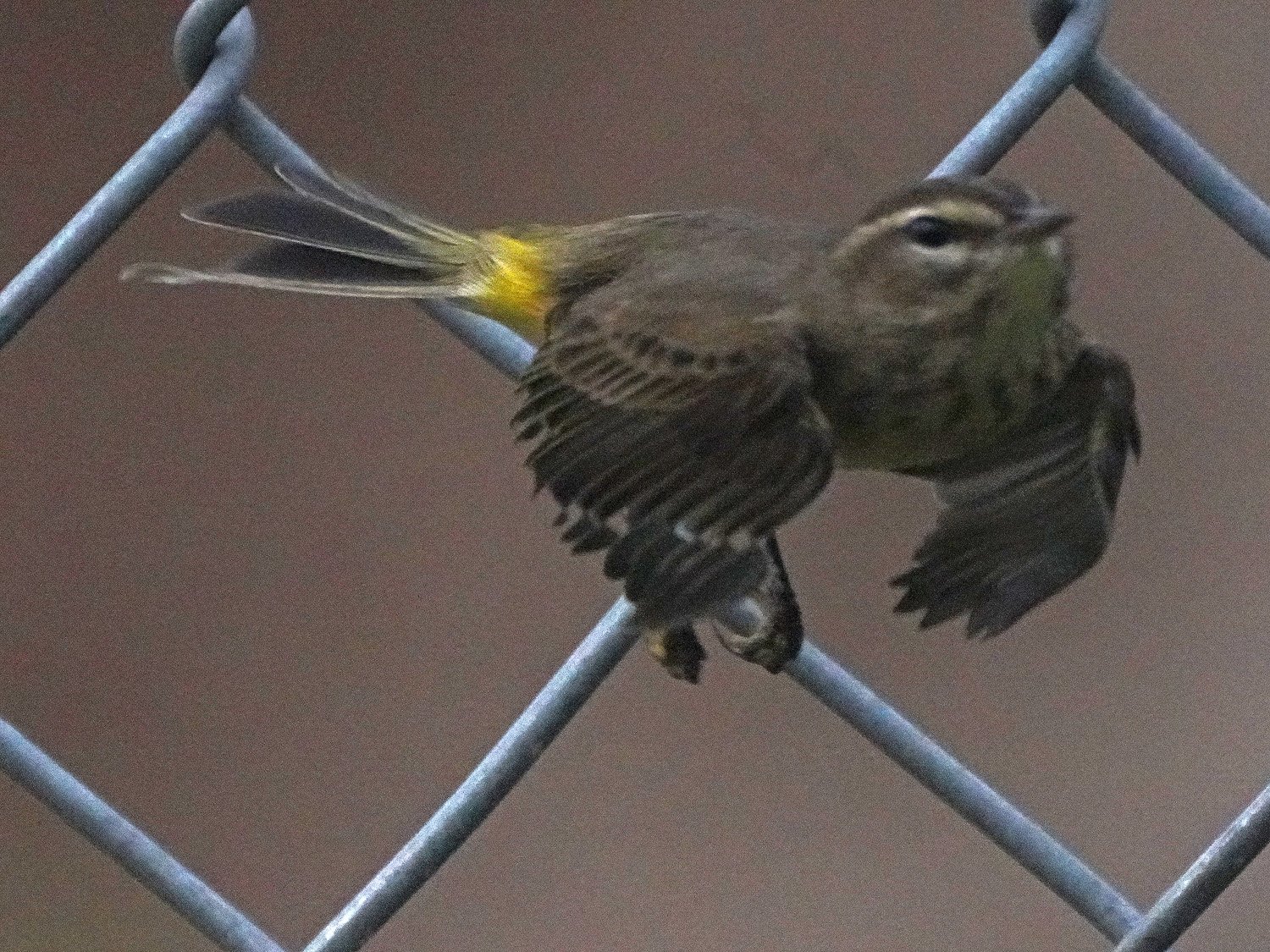 Palm Warbler 1500 9-15-2021 071P.jpg