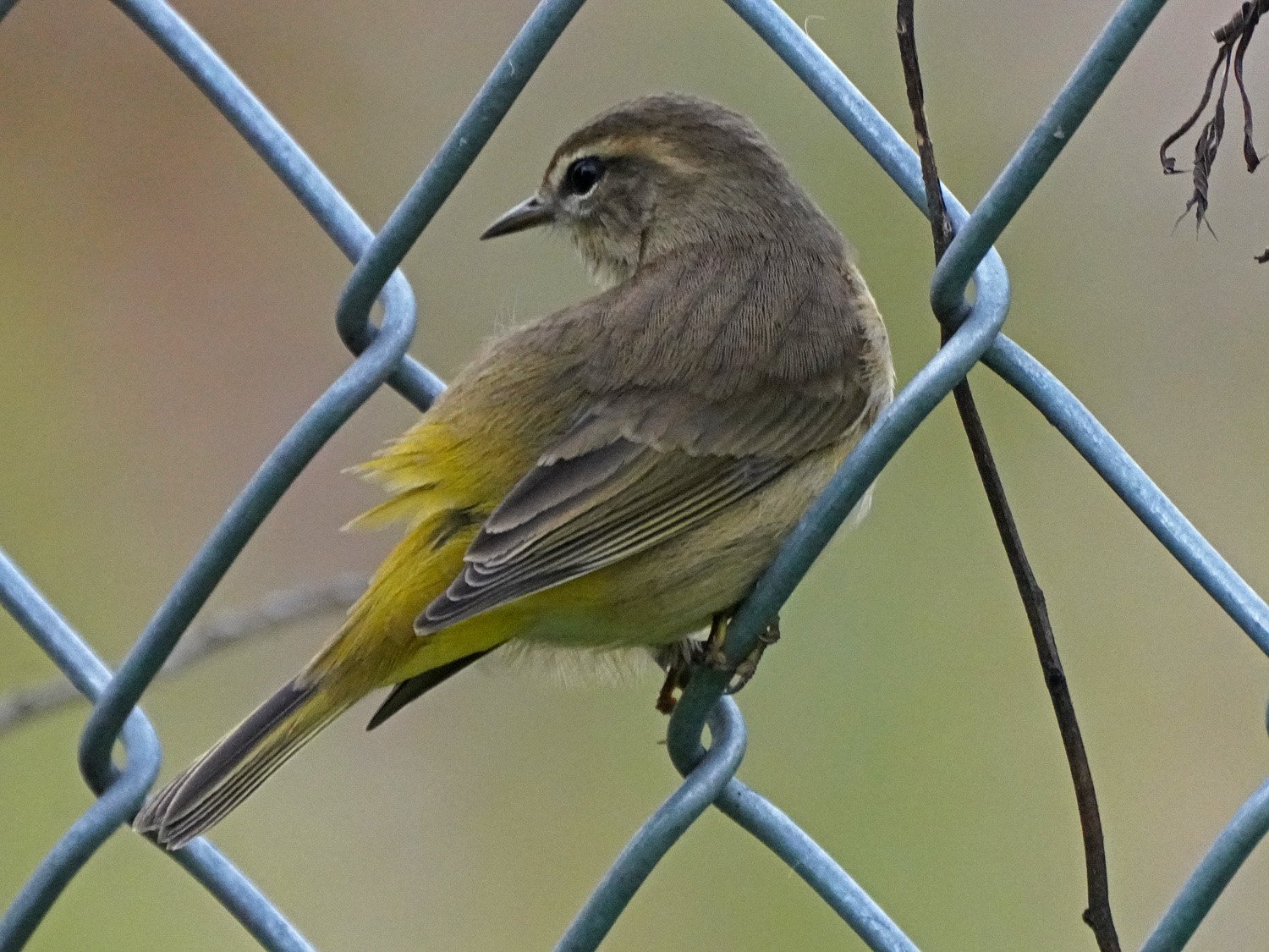 Palm Warbler 1500 9-15-2021 082P.jpg