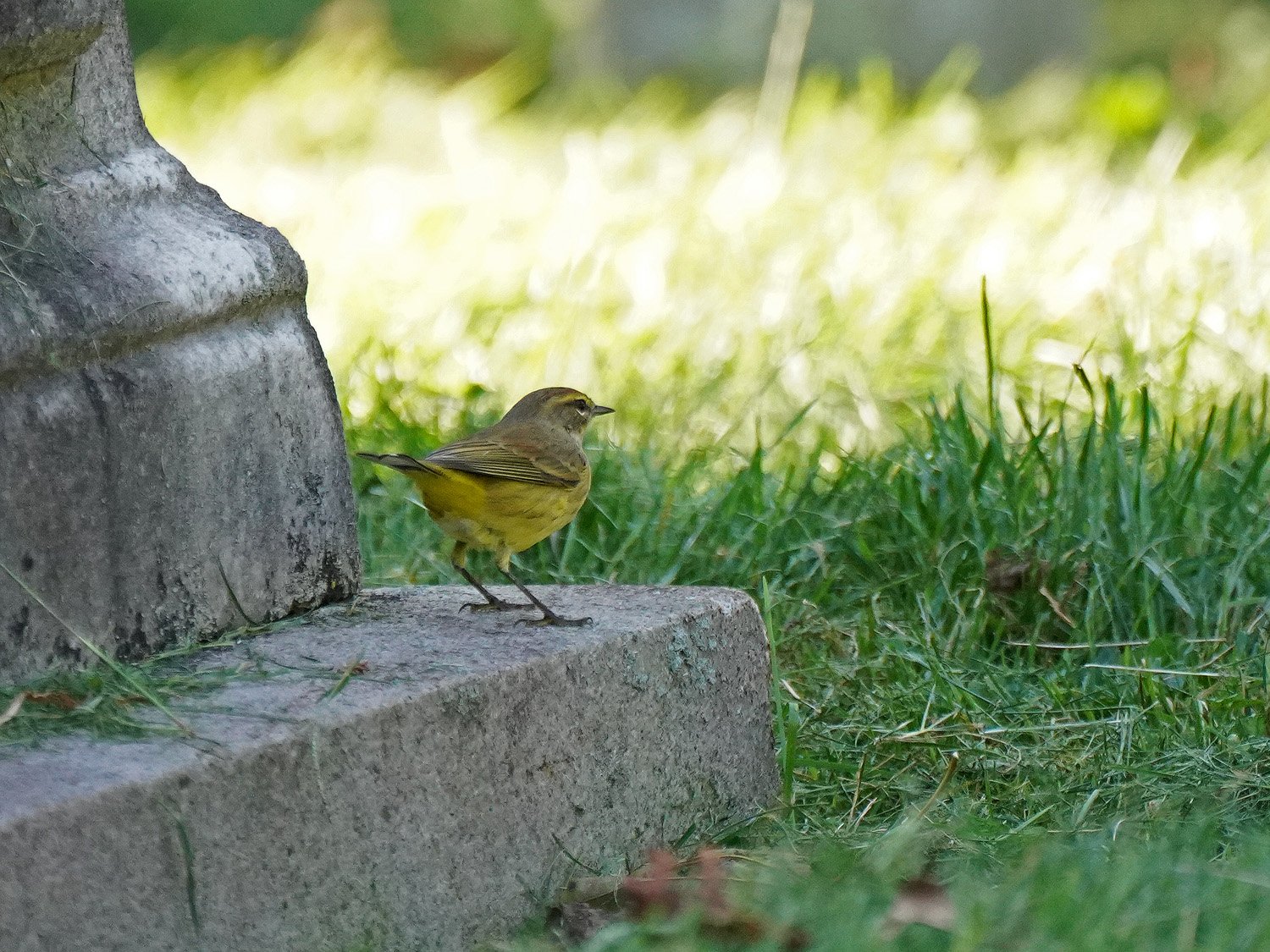 Palm Warbler 1500 9-27-2021 GWC 307P.jpg