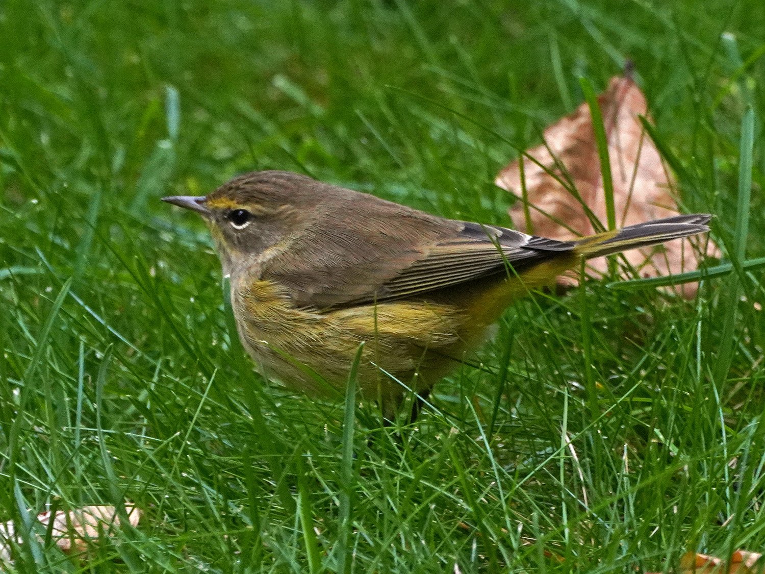 Palm Warbler 1500 10-9-2021 WTC 082P.jpg