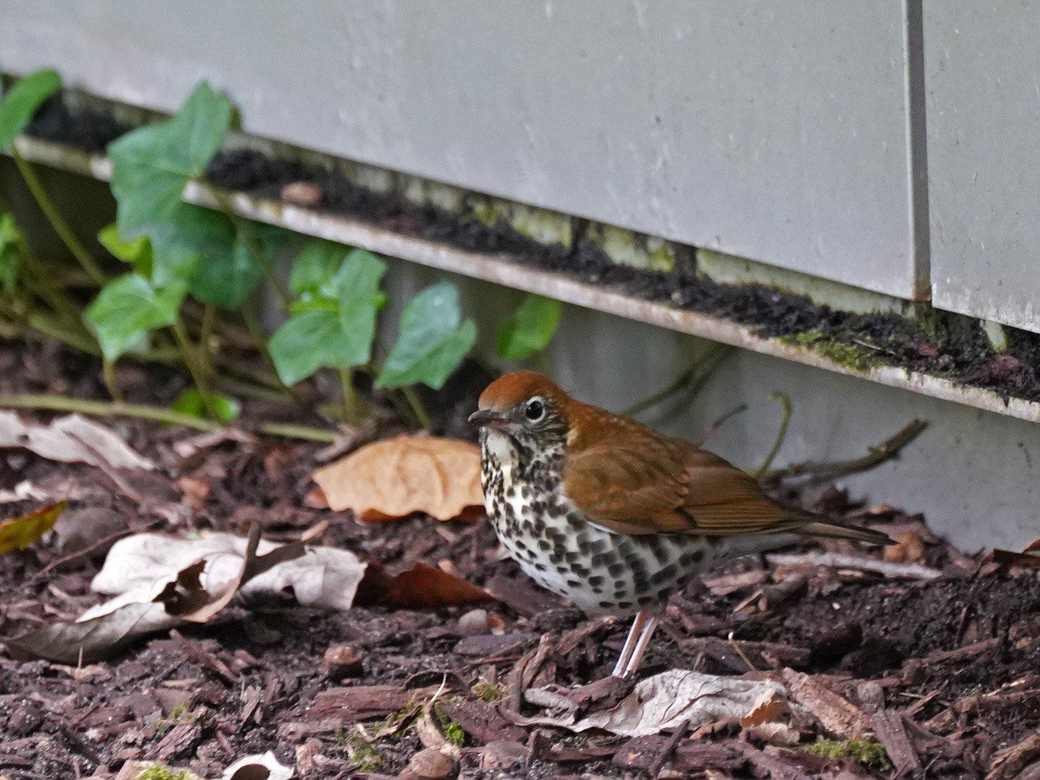 Wood thrush 1500 10-9-2021 WTC 198PP.jpg