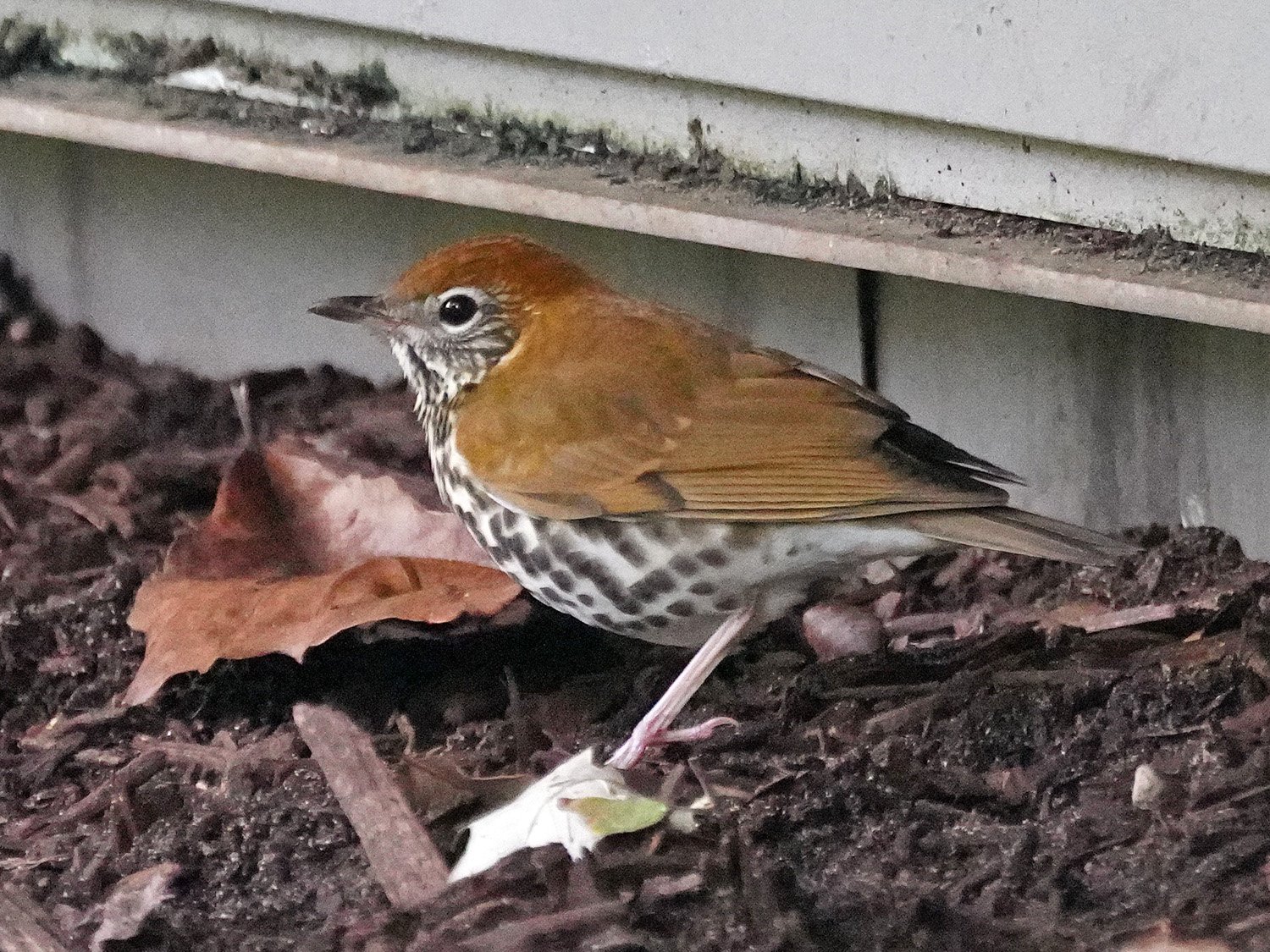 Wood thrush 1500 10-9-2021 WTC 153P.jpg