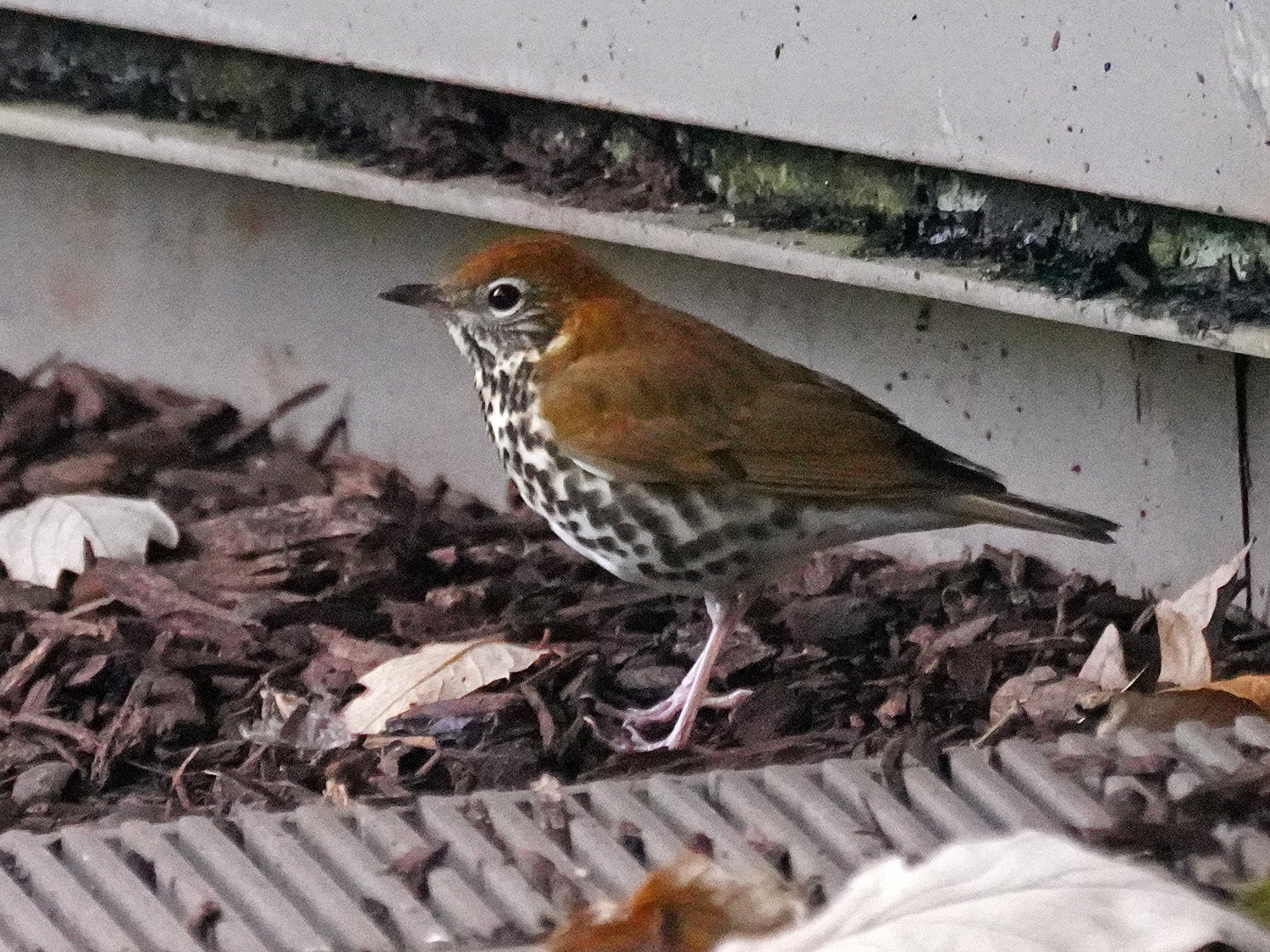 Wood thrush 1500 10-9-2021 WTC 167P.jpg