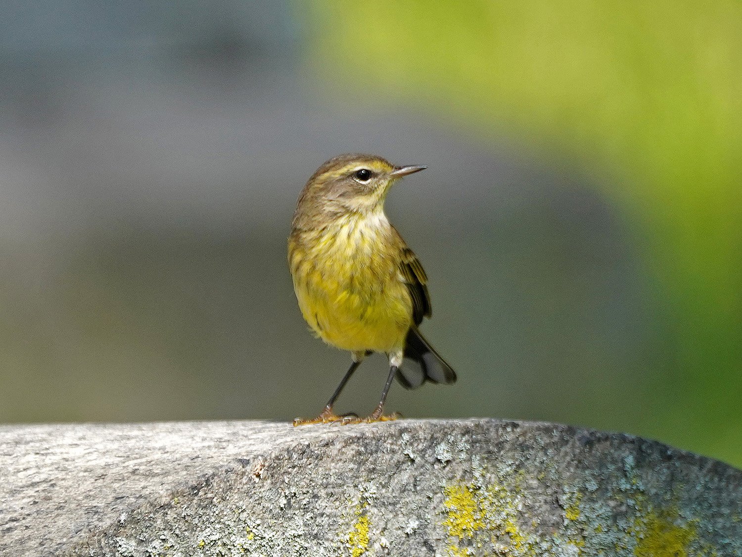 Palm Warbler 1500 9-27-2021 GWC 081P.jpg