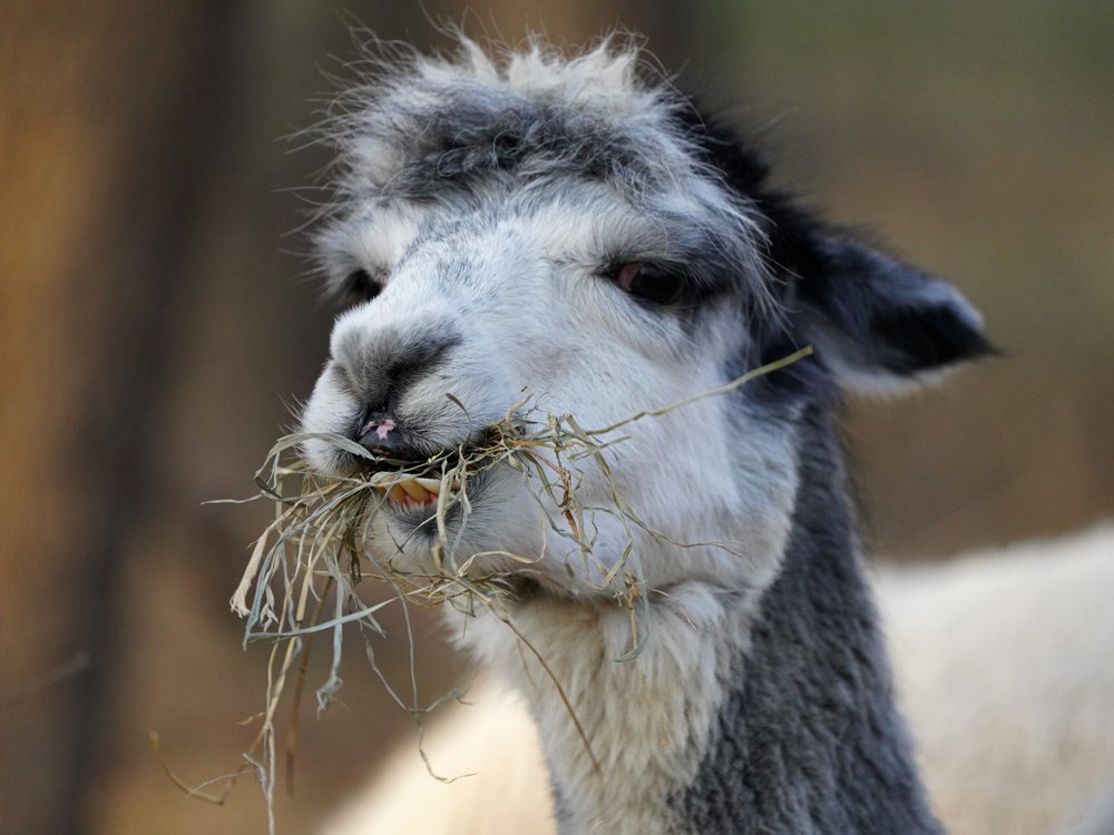 Alpaca 1500 12-17-2021S Queens Farm 250P.jpg