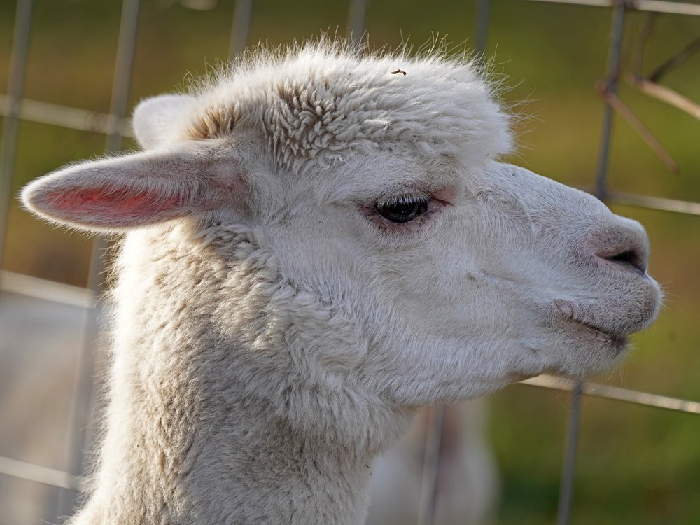 Alpaca 1500 12-17-2021S Queens Farm 157P.jpg