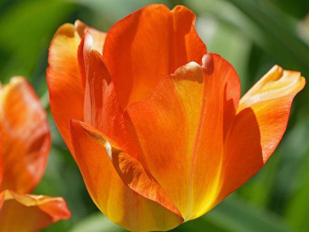 Orange Tulip 1500 4-28-2022 139P.jpg