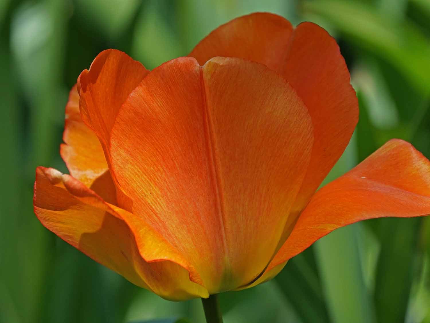 Orange Tulip 1500 4-28-2022 237P.jpg