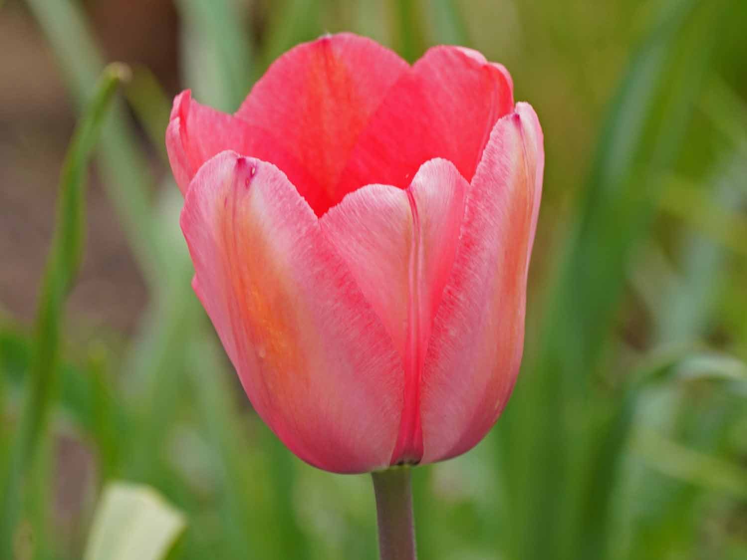 Pink Tulip 1500 4-23-2022 GWC 014P.jpg