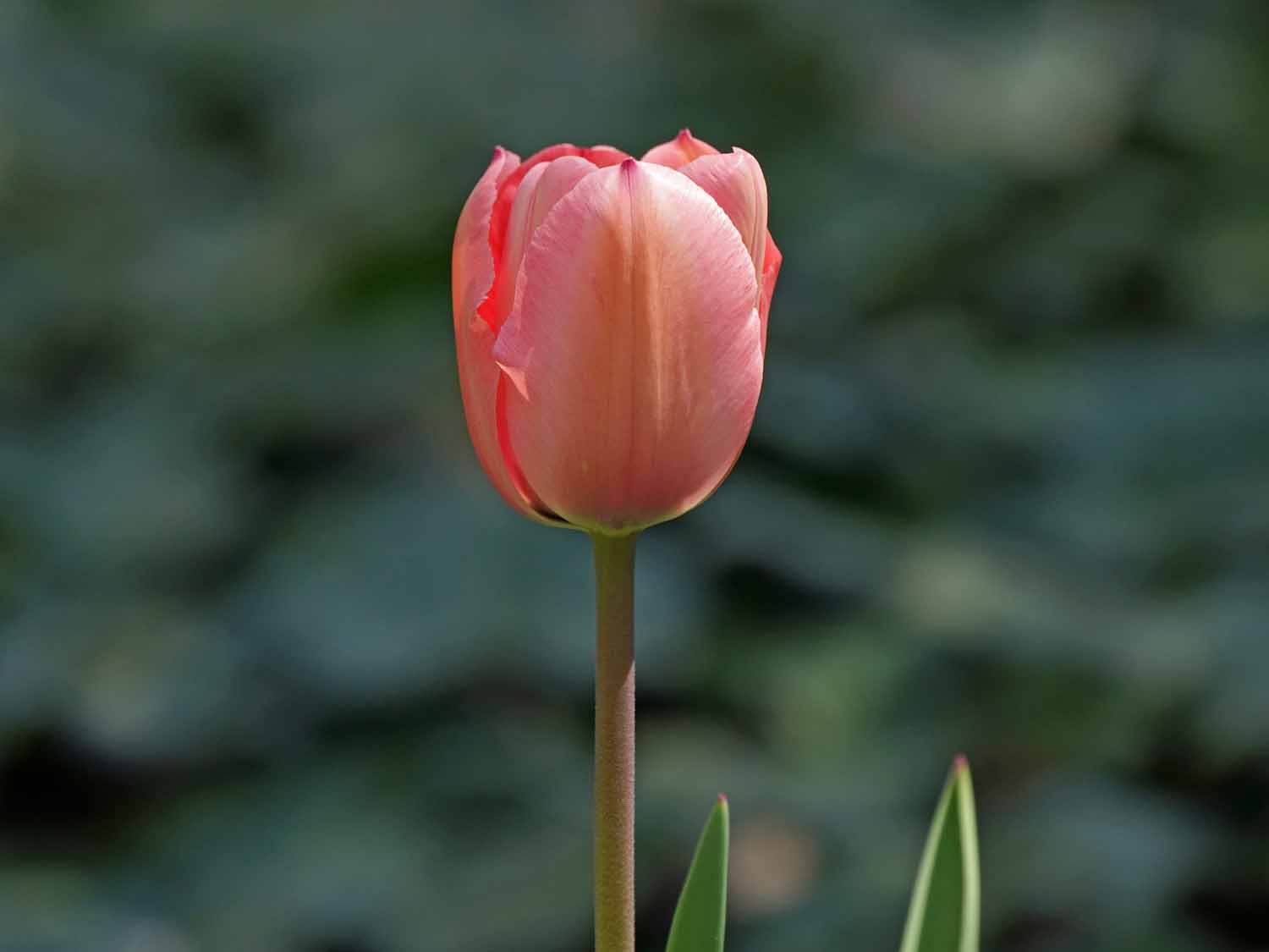 Pink Tulip 1500 4-24-2022 002P.jpg