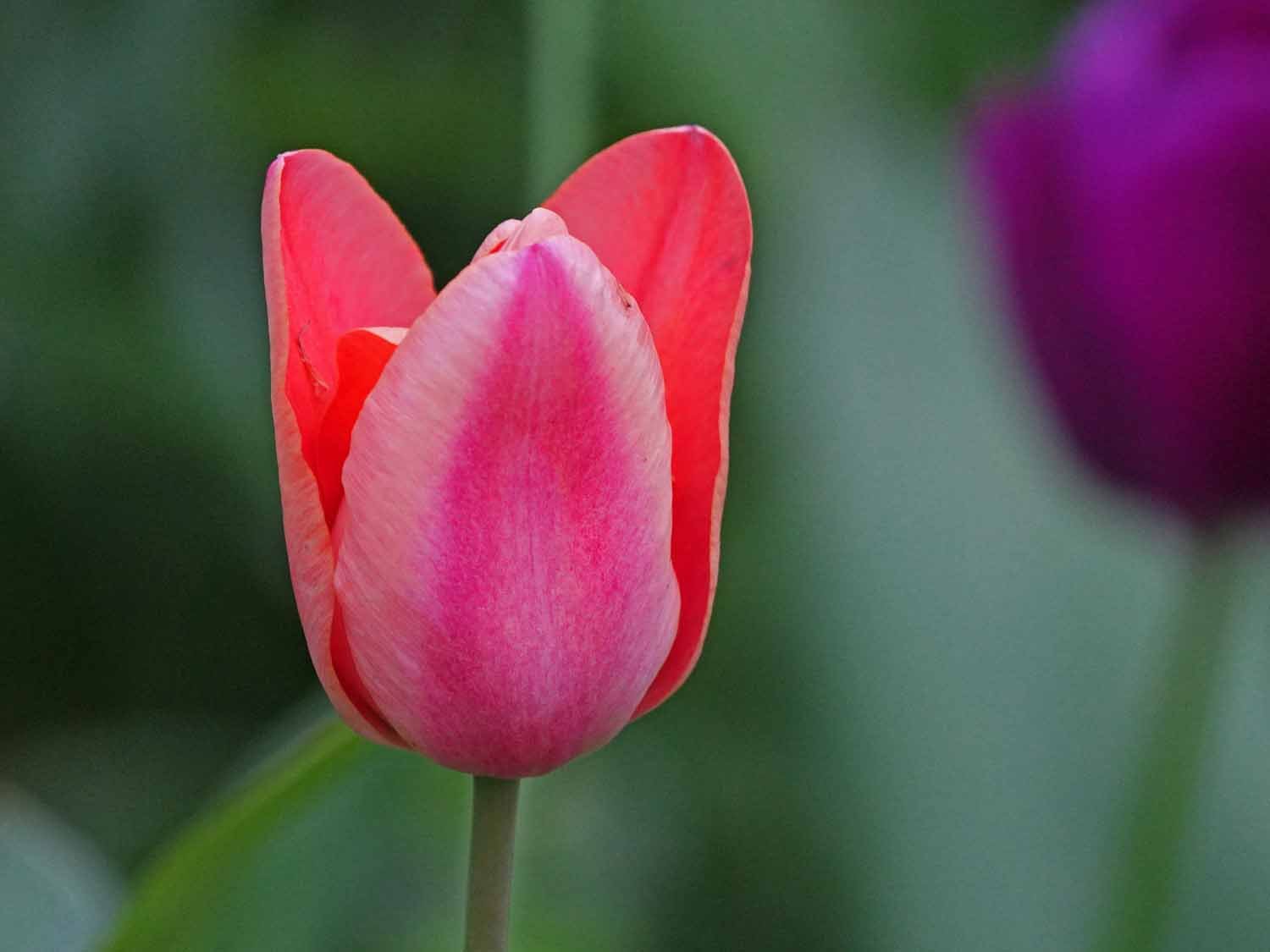 Pink Tulip 1500 5-3-2022 593P.jpg