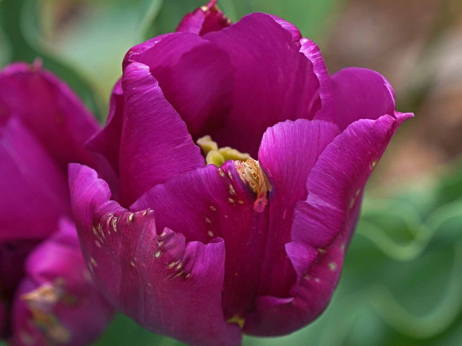 Purple Tulip 1500 4-23-2022 GWC 029P.jpg