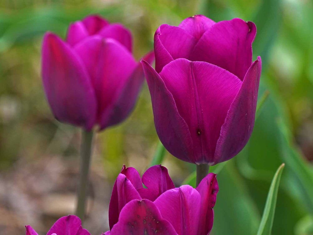 Purple Tulip 1500 4-23-2022 GWC 032P.jpg