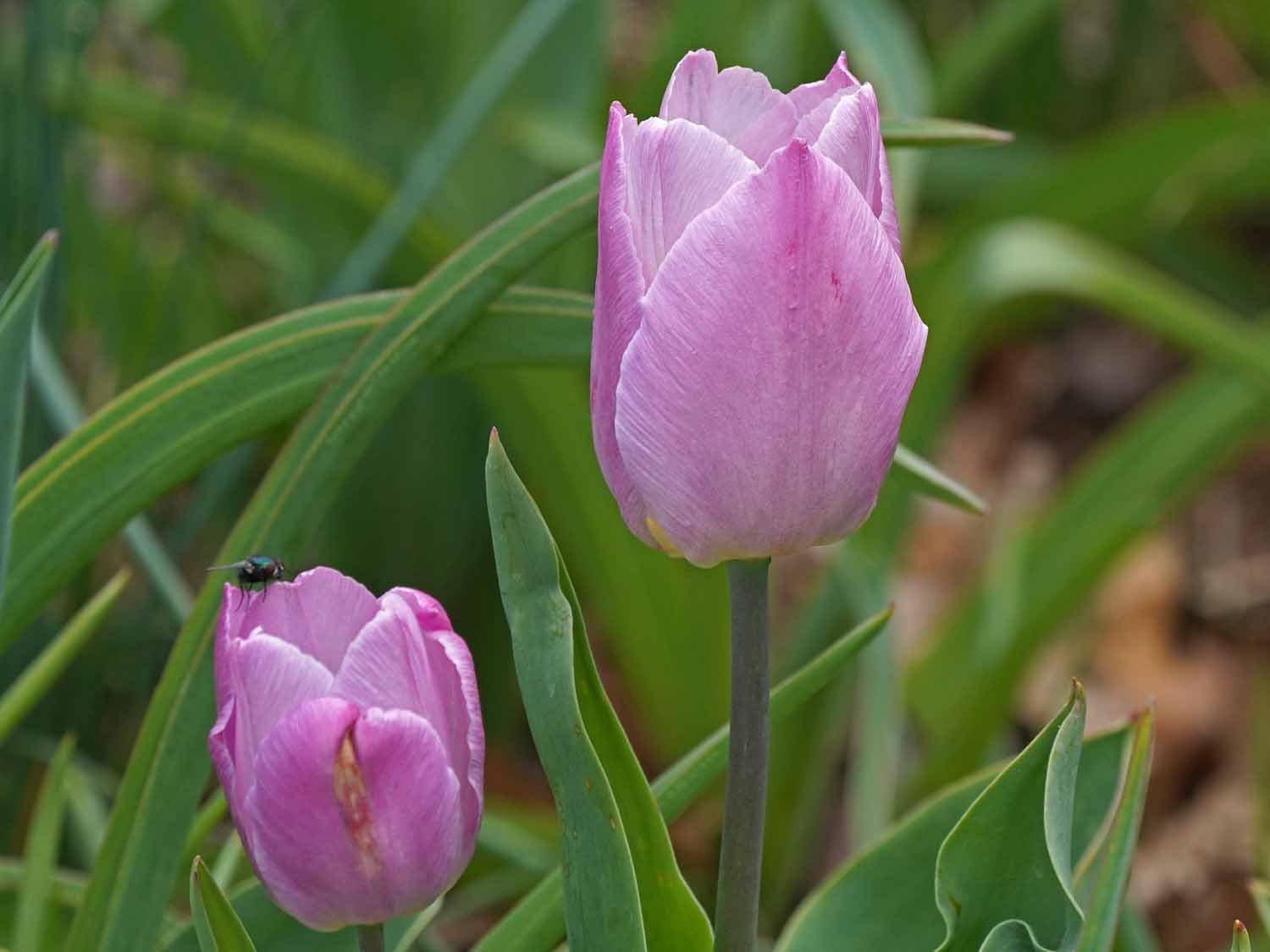 Purple Tulip 1500 4-23-2022 GWC 045P.jpg