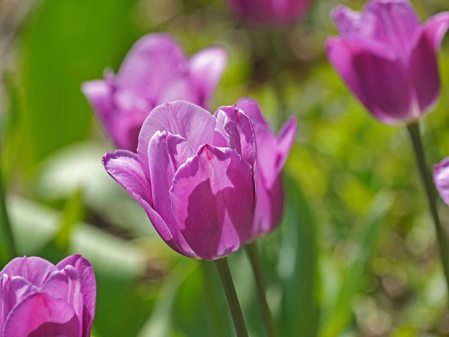 Purple Tulip 1500 4-24-2022 132P.jpg