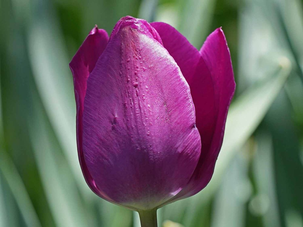 Purple Tulip 1500 4-28-2022 029P.jpg