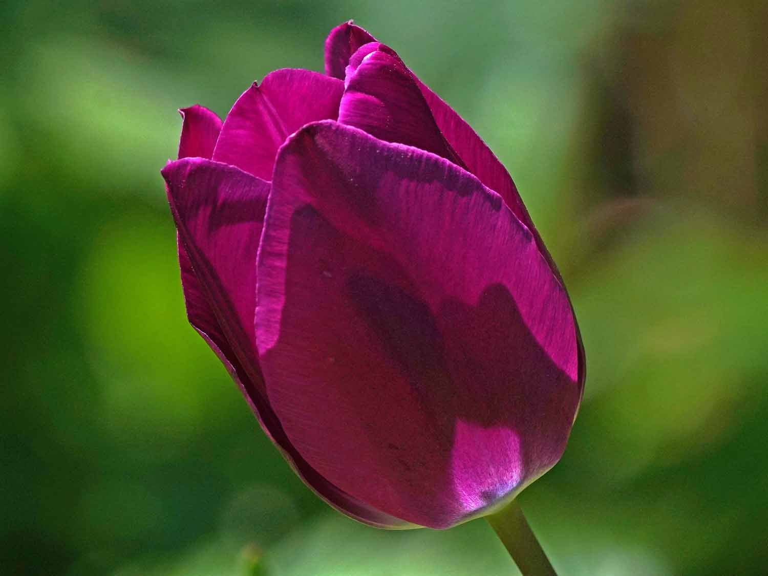 Purple Tulip 1500 4-28-2022 075P.jpg