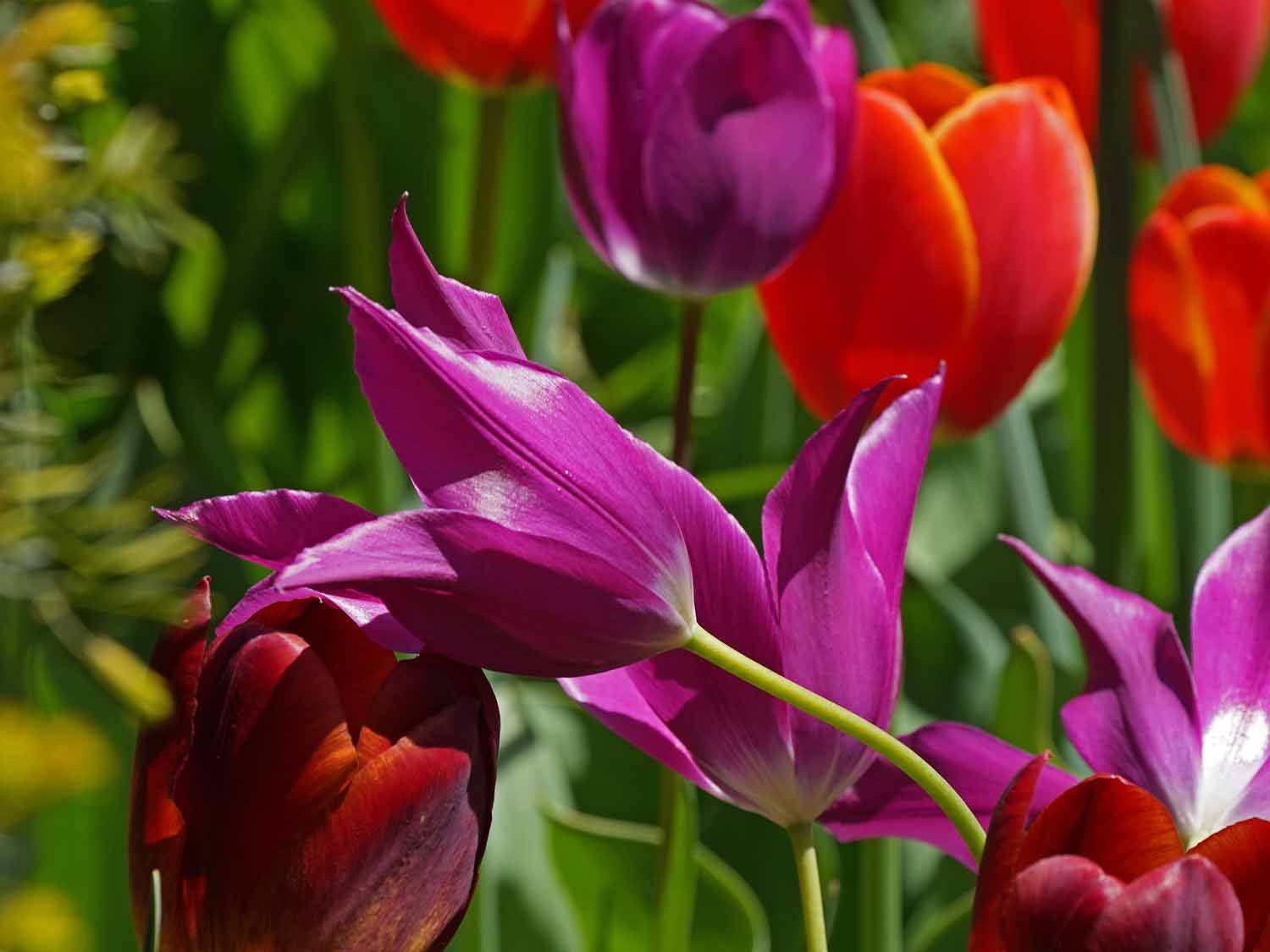 Purple Tulip 1500 4-28-2022 145P.jpg