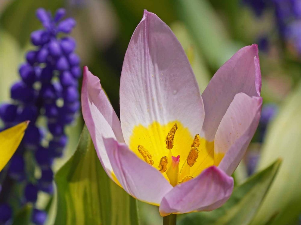 Purple Tulip 1500 4-28-2022 240P.jpg