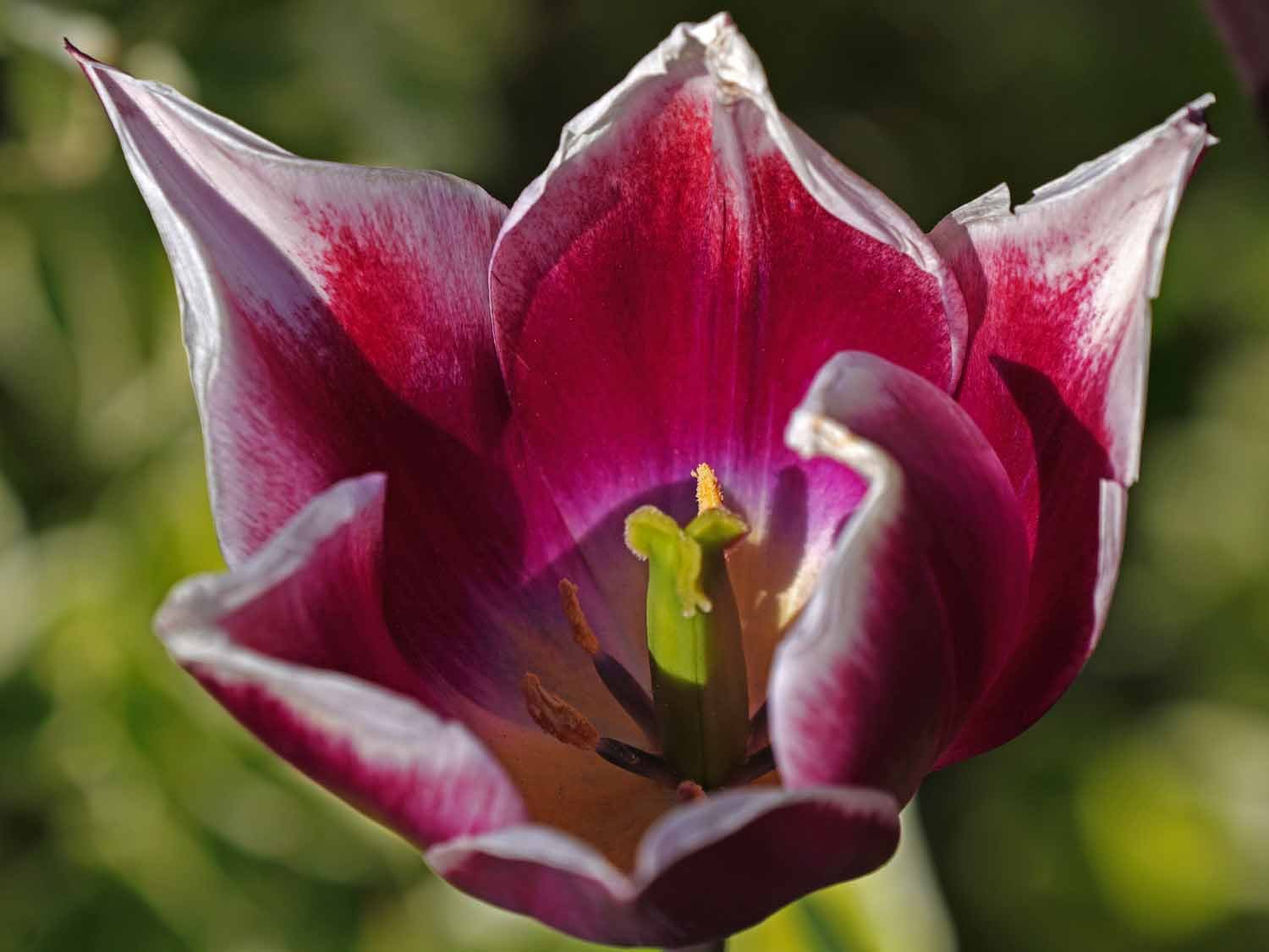 Purple Tulip 1500 4-30-2022 JB 177P.jpg