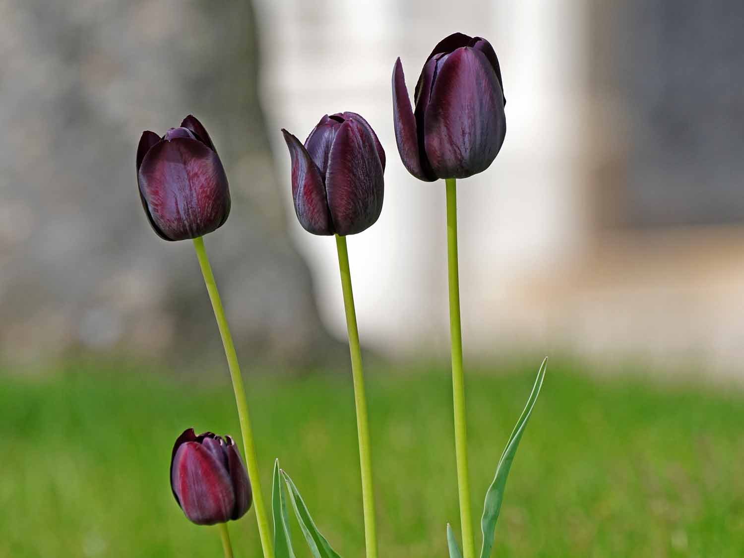 Purple Tulip 1500 5-1-2022 GWC 415P.jpg