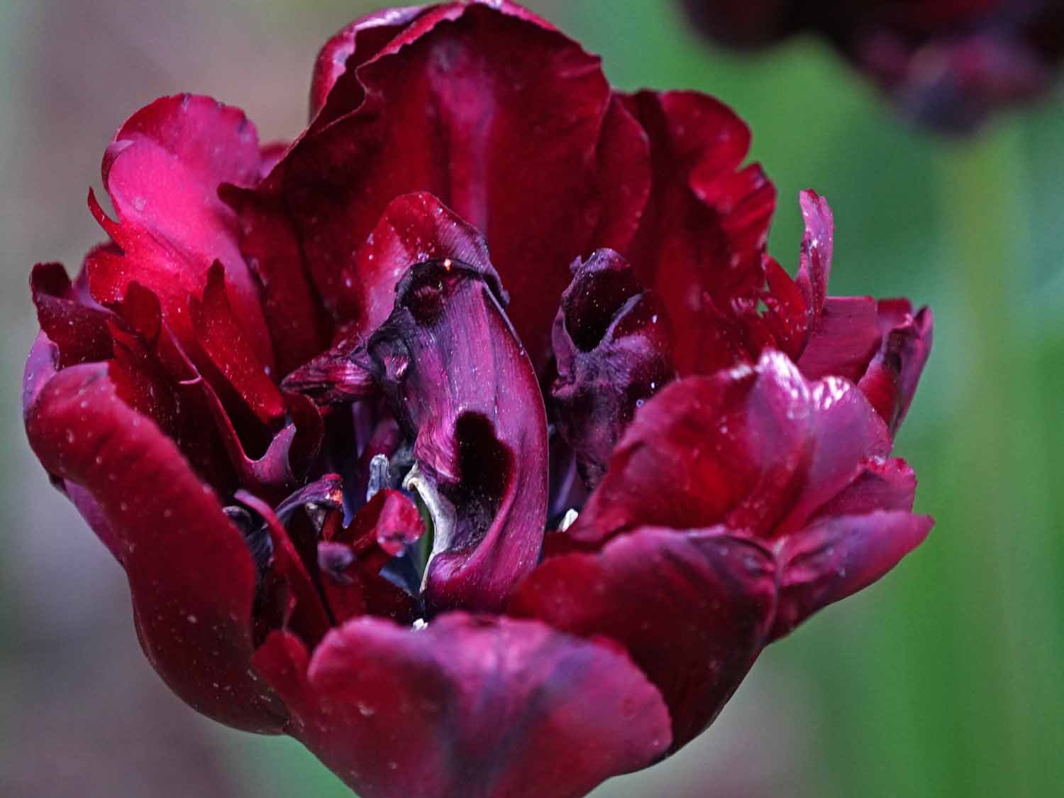 Purple Tulip 1500 5-1-2022 GWC 719P.jpg