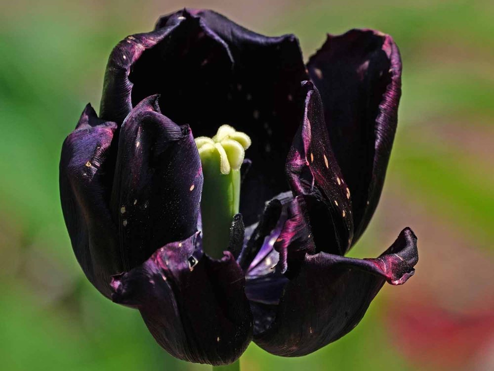 Purple Tulip 1500 5-12-2022 GWC 005P.jpg