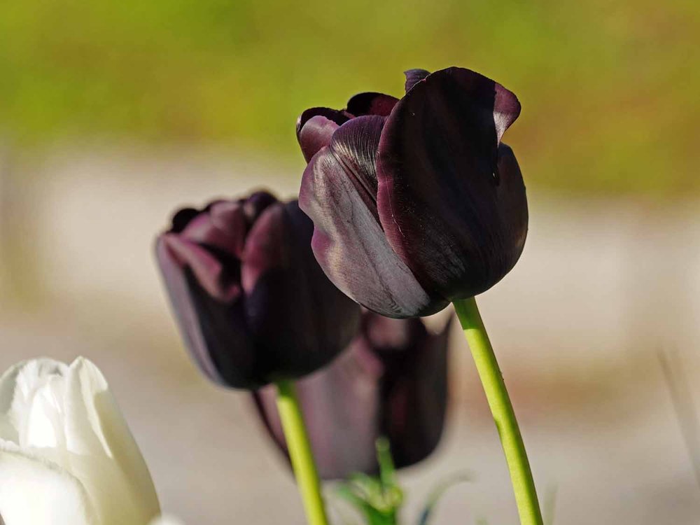 Purple Tulip 1500 5-12-2022 GWC 712P.jpg