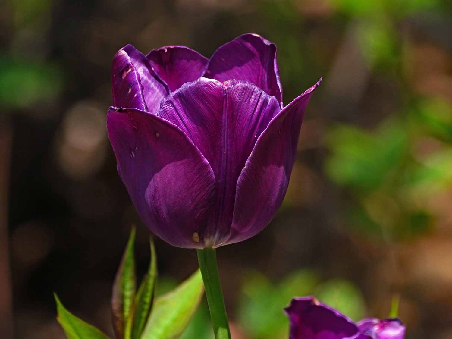 Purple Tulip 1500 5-12-2022 GWC 008P.jpg