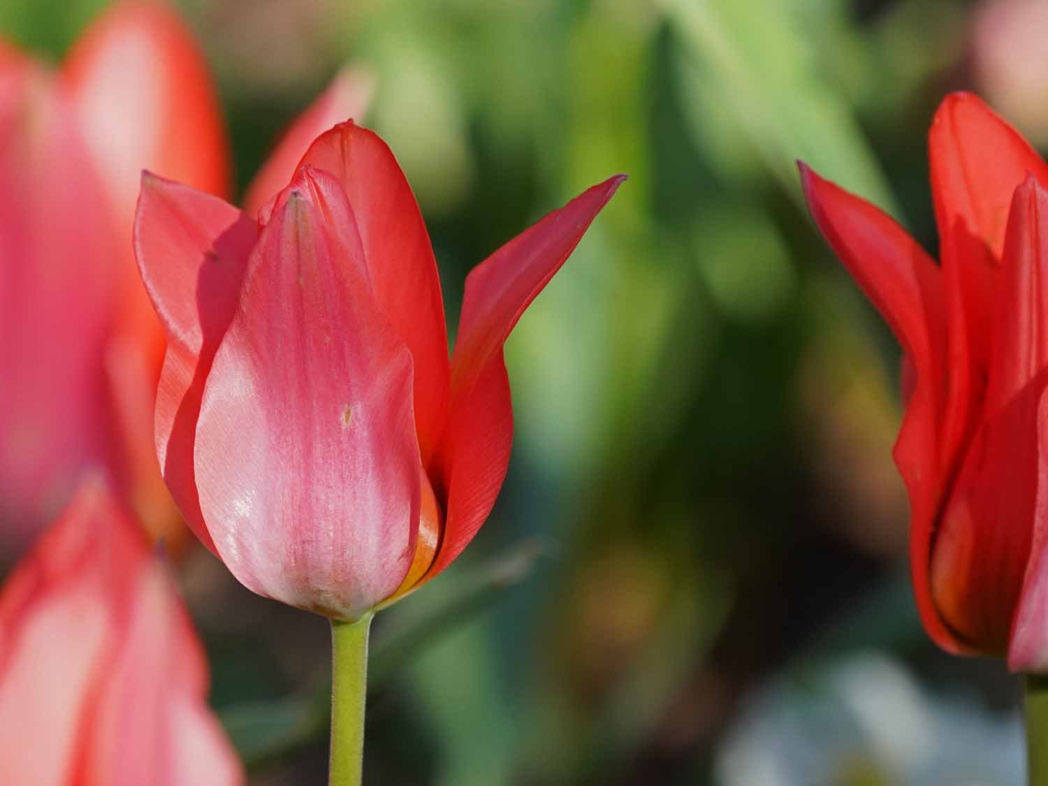 Red Tulip 1500 4-12-2022 143P.jpg