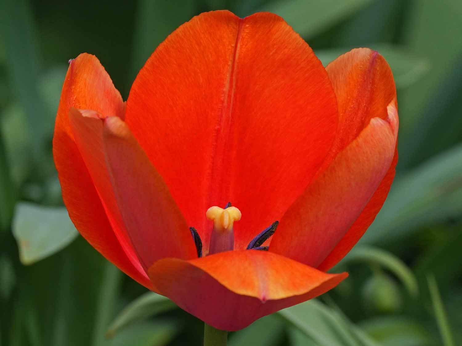 Red Tulip 1500 4-16-2022 014P.jpg