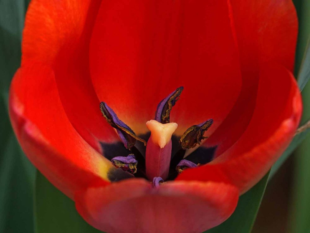Red Tulip 1500 4-16-2022 020P.jpg