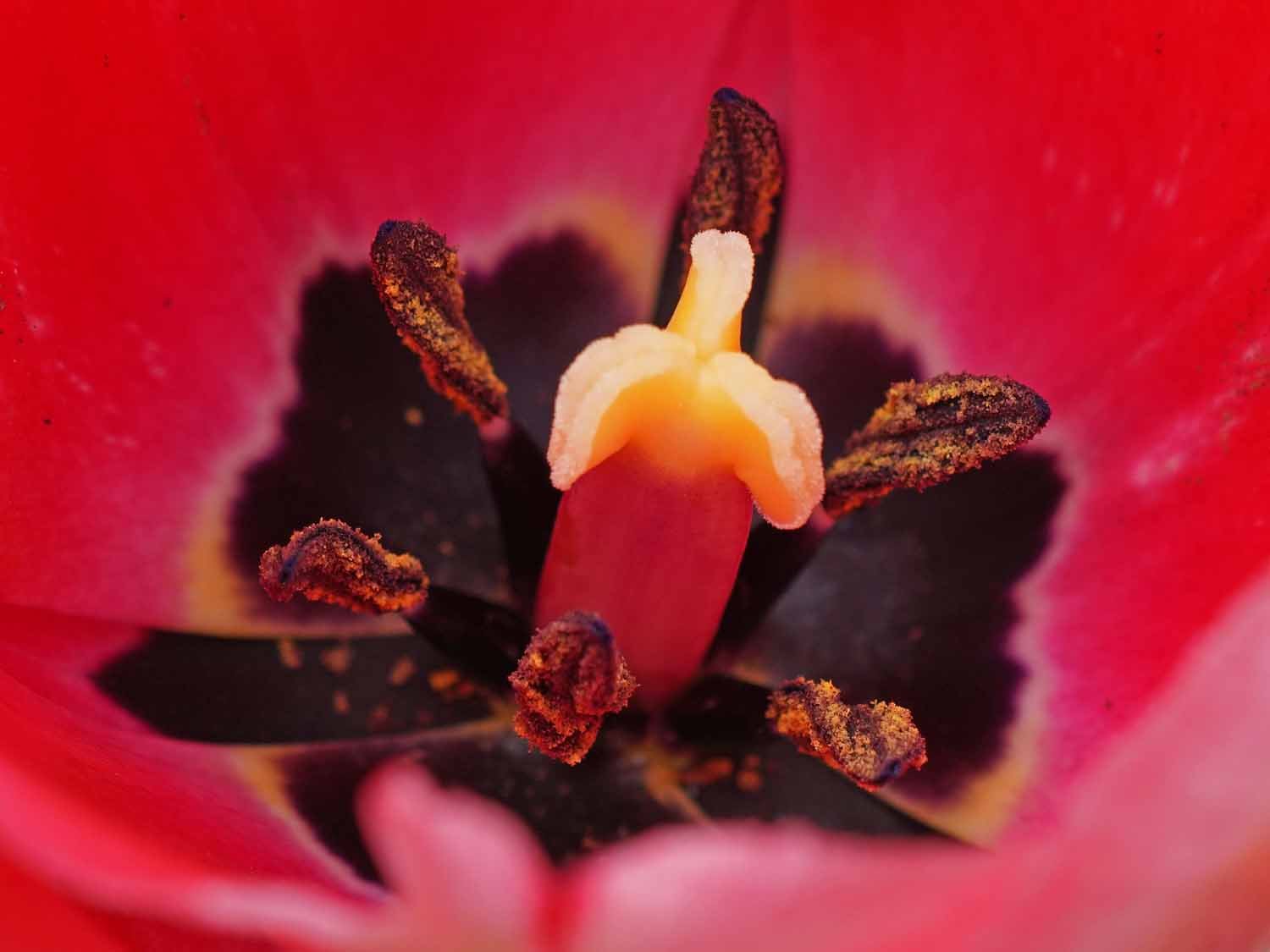 Red Tulip 1500 4-23-2022 GWC 016P.jpg