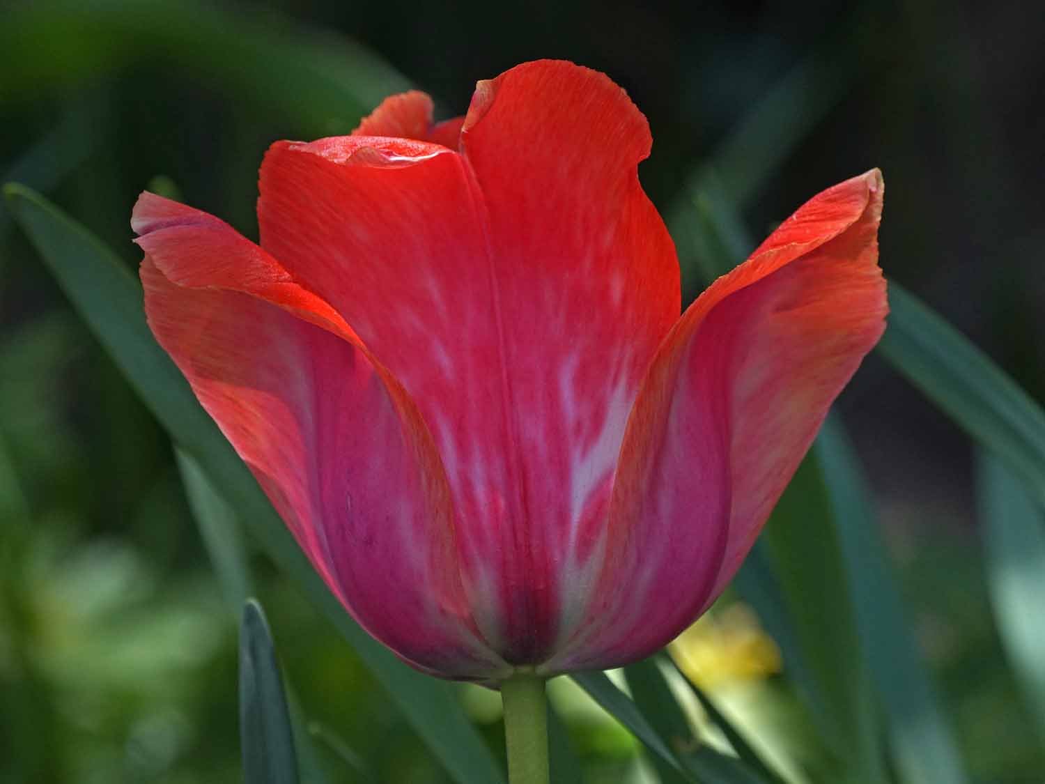 Red Tulip 1500 4-28-2022 014P.jpg