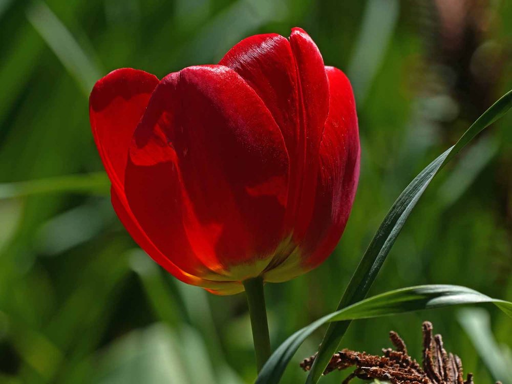 Red Tulip 1500 4-28-2022 082P.jpg
