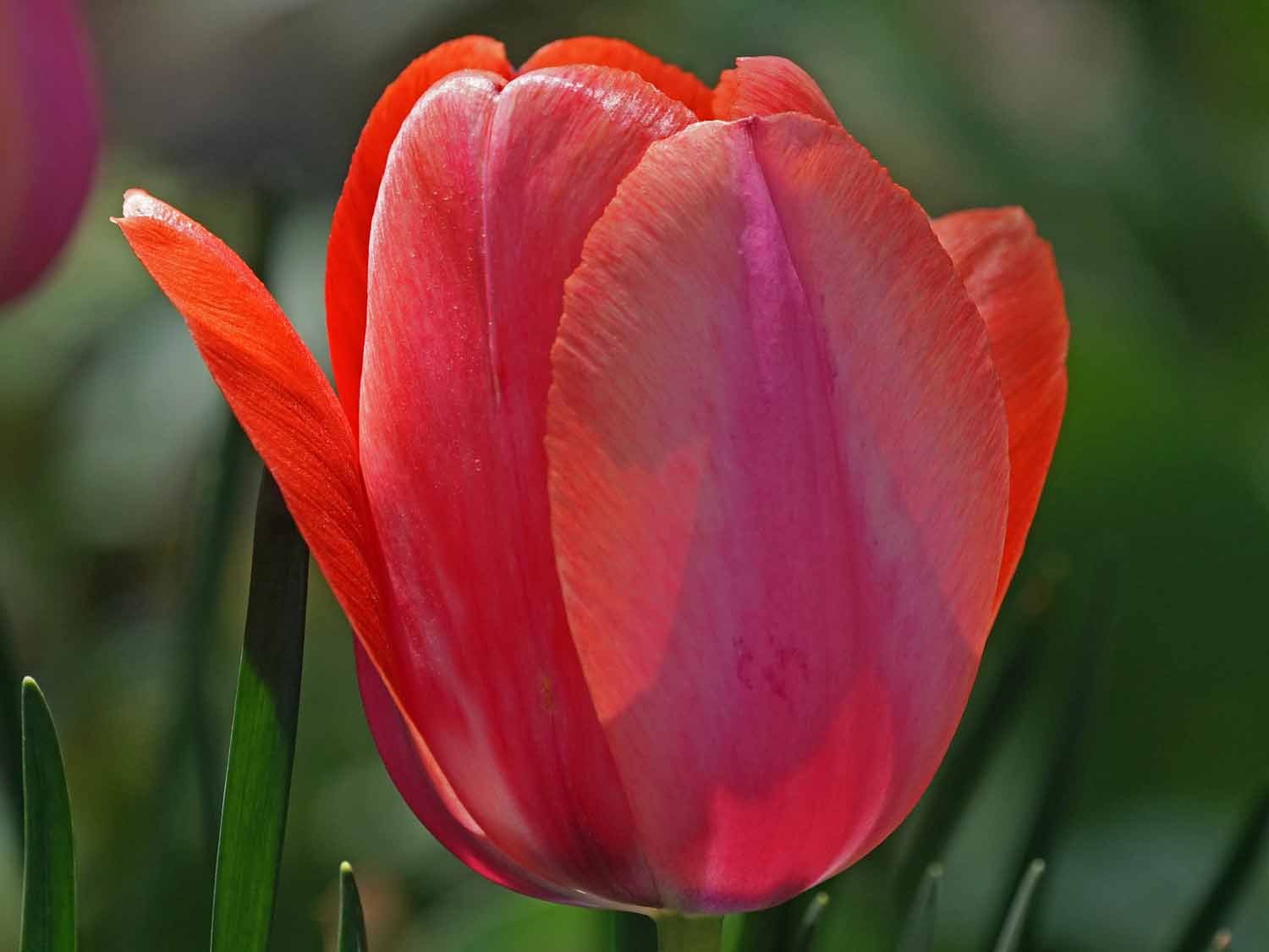 Red Tulip 1500 4-28-2022 034P.jpg