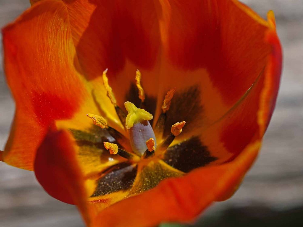 Red Tulip 1500 4-28-2022 098P.jpg