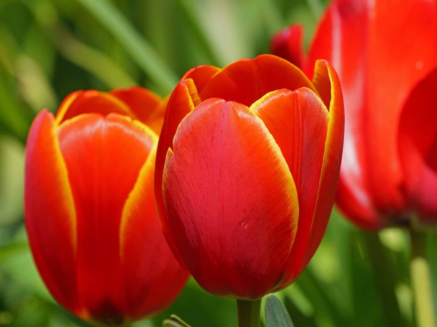 Red Tulip 1500 4-28-2022 109P.jpg