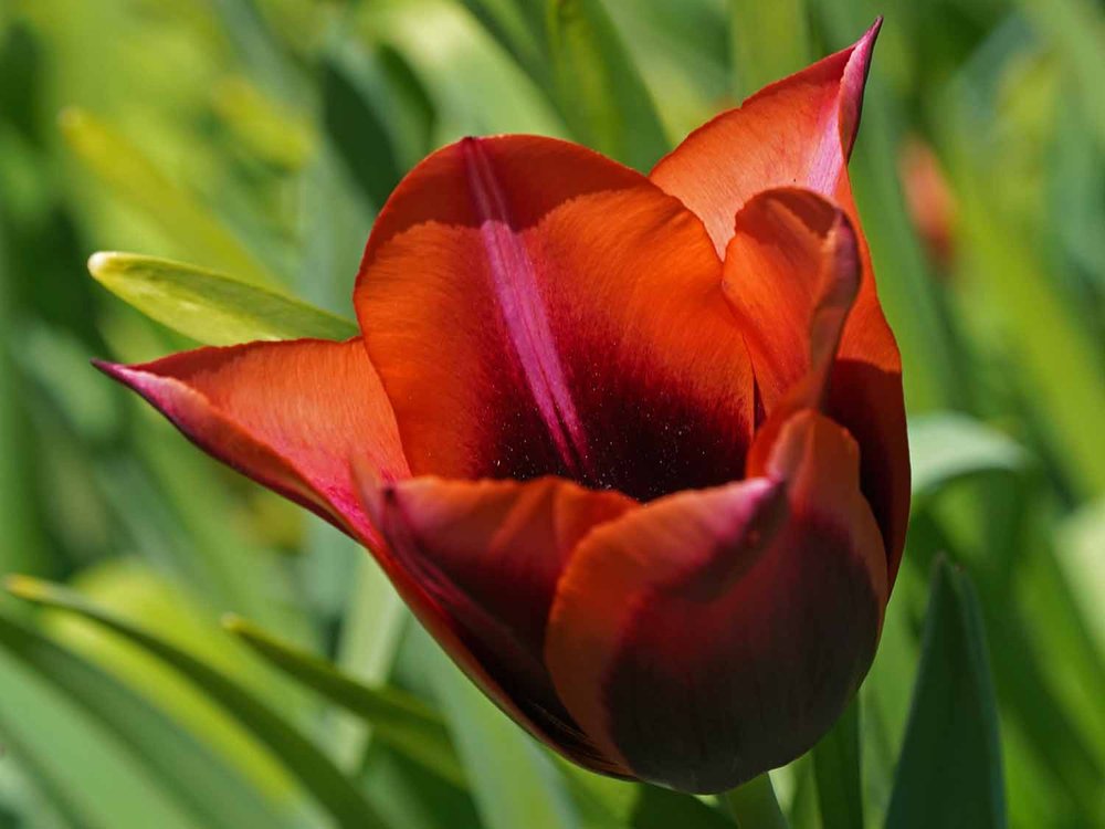 Red Tulip 1500 4-28-2022 135P.jpg