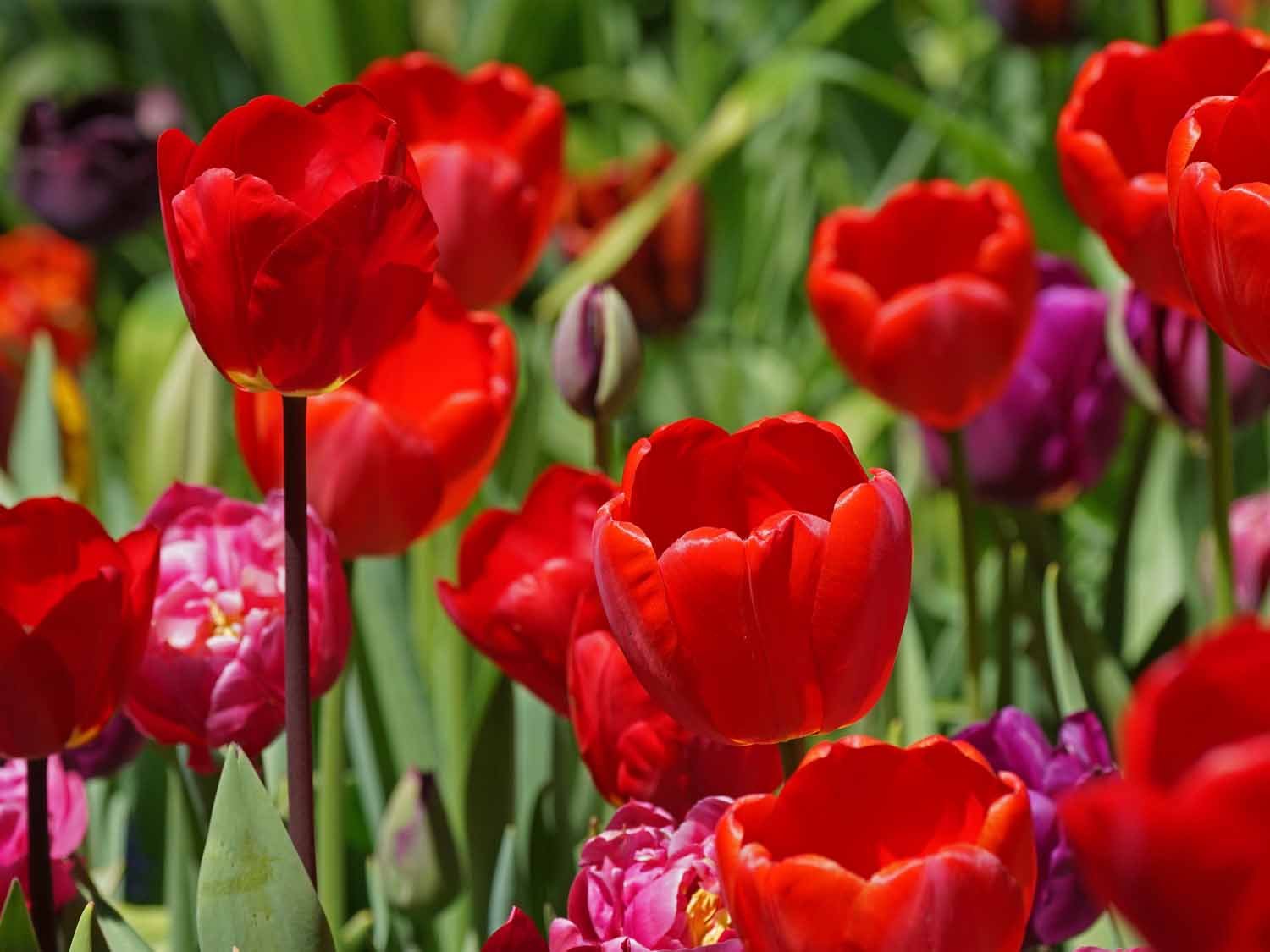 Red Tulip 1500 4-28-2022 154P.jpg