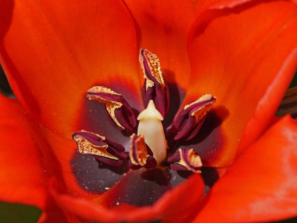 Red Tulip 1500 4-28-2022 158P.jpg
