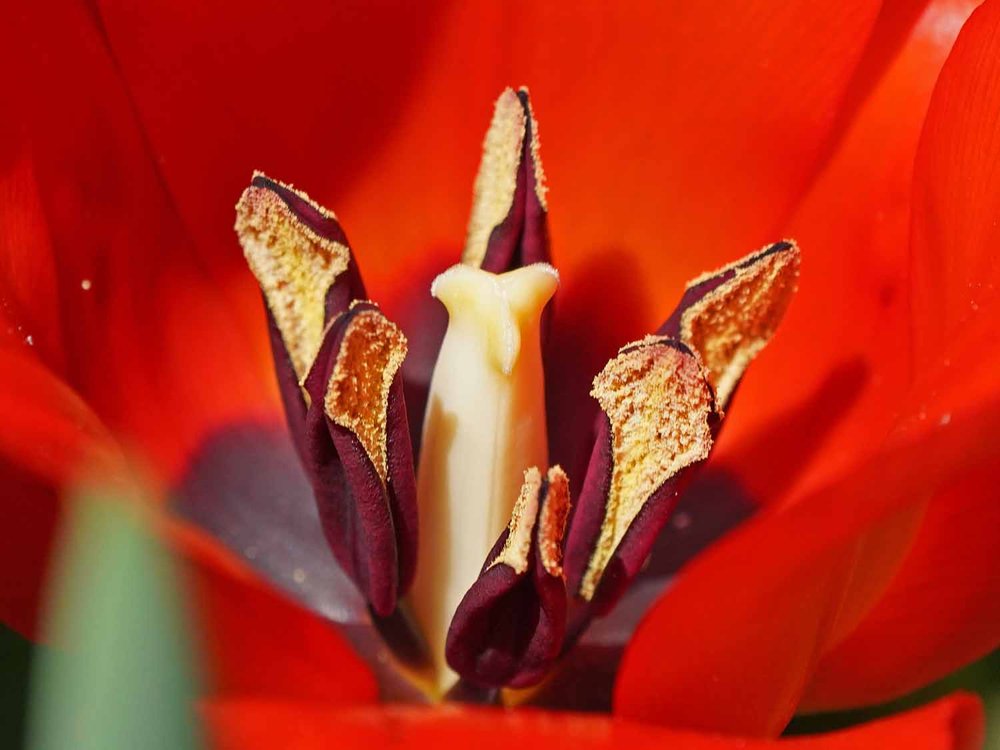 Red Tulip 1500 4-28-2022 159P.jpg