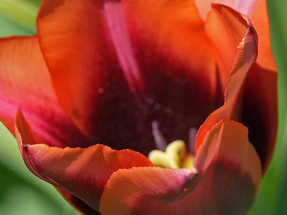 Red Tulip 1500 4-28-2022 235P.jpg