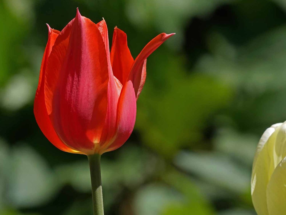 Red Tulip 1500 4-28-2022 252P.jpg