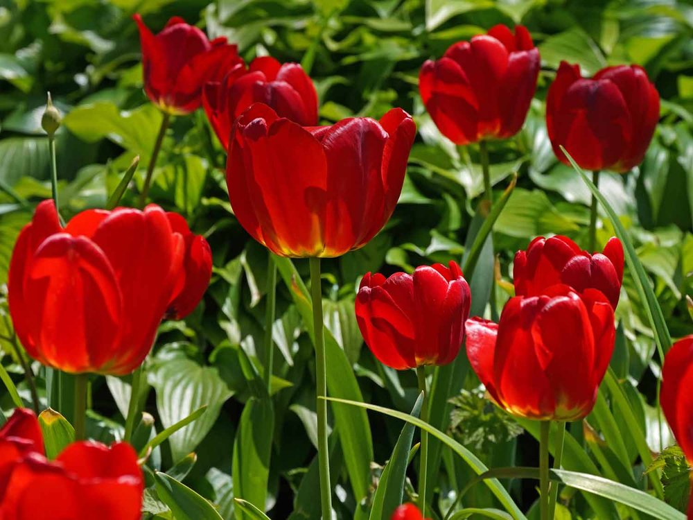 Red Tulip 1500 4-28-2022 258P.jpg