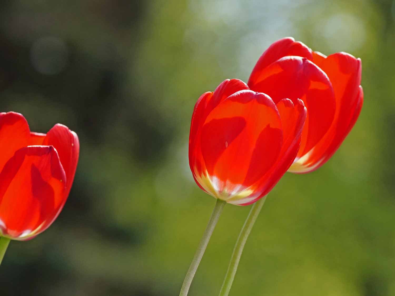 Red Tulip 1500 5-1-2022 GWC 229P.jpg
