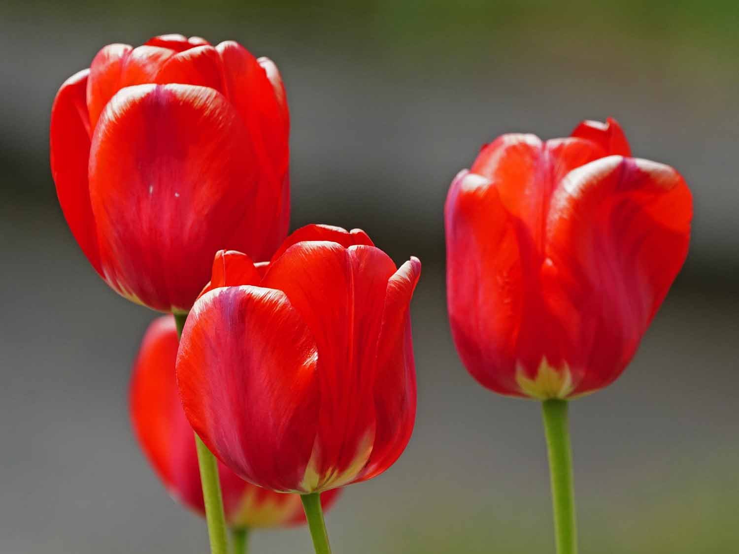 Red Tulip 1500 5-1-2022 GWC 426P.jpg