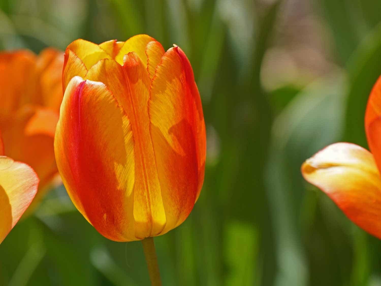 Red Yellow Tulip 1500 4-24-2022 135P.jpg